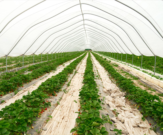 Harvesting
